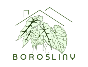 Borośliny